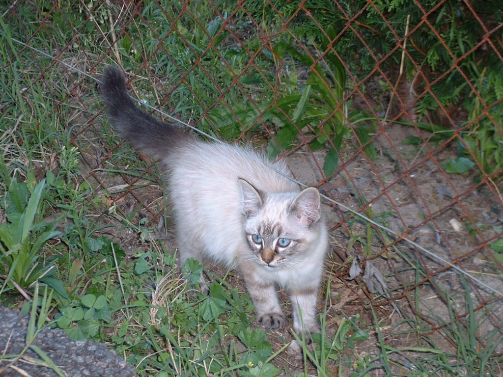 Cat060915_copy_1024x768.jpg