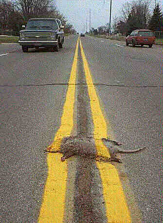 Roadkill.jpg