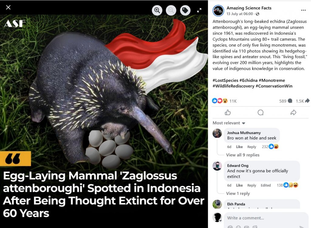 A rare animal Zaglossus (Attenborough's long-beaked echidna) was ...